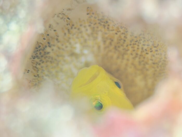 ウツボまん